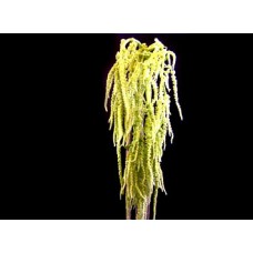 Amaranthus - Hanging Green